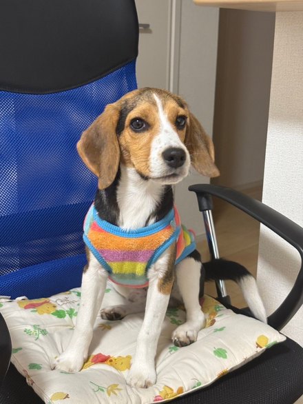 看板犬 ソニック